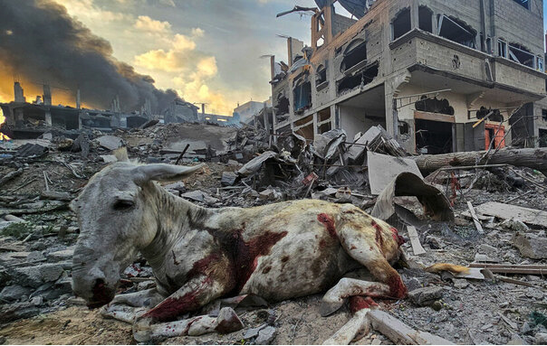 Tiere im Gazastreifen